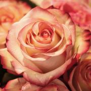 Onlinemedium.nl - online medium Rose