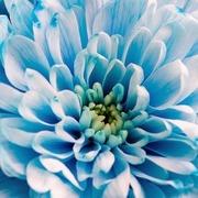 Onlinemedium.nl - online medium Trudy